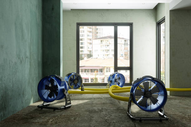 Best Mold removal after water damage  in Belle, WV